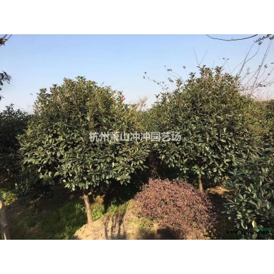 供應(yīng)精品  亮晶女貞毛球、小杯