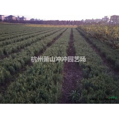 供應精品紅梅