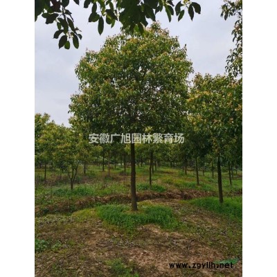 紅葉石楠球