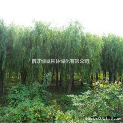 法國冬青價格_法國冬青產(chǎn)地_法國冬青綠化苗木苗圃基地