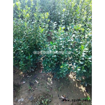 春鵑·春鵑圖片·春鵑種植基地·