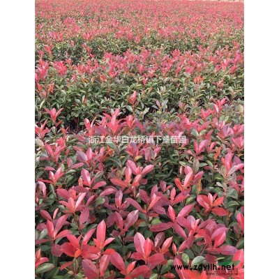 浙江茶梅杯苗基地容器苗 金華茶梅大杯苗價(jià)格色塊苗采購市場