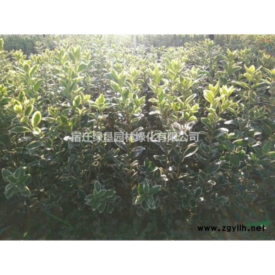 北京檜柏·北京檜柏種植基地·北京檜柏圖片