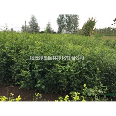 大量供應千屈菜·千屈菜圖片·千屈菜價格