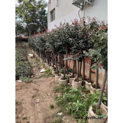 河南10公分木瓜供應(yīng)商 15公分木瓜基地 18公分木瓜樹(shù)供應(yīng)