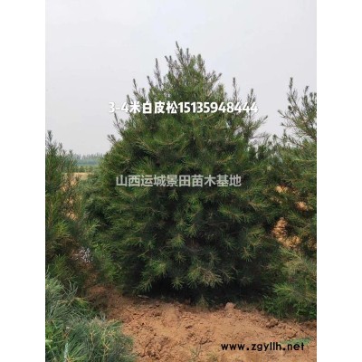 今日山西核桃樹(shù)報(bào)價(jià)單·8-12公分占占核桃樹(shù)價(jià)格30元一棵