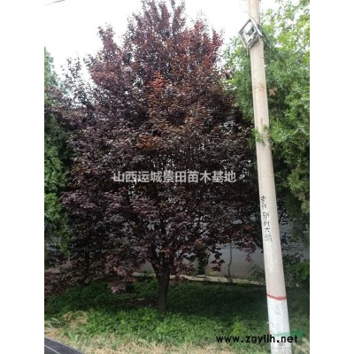 粗度核桃樹(shù)10公分多少錢一棵？10公分核桃樹(shù)報(bào)價(jià)是多少錢？