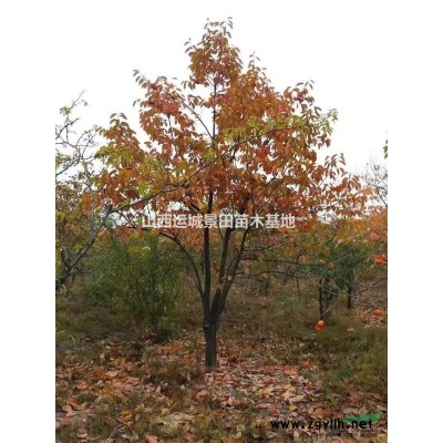 6公分占地核桃樹7公分占地核桃樹價錢·占地核桃樹產地山西