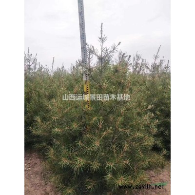 哪里有核桃苗？一棵核桃樹(shù)苗多少錢(qián)_一棵核桃樹(shù)苗多少錢(qián)價(jià)格