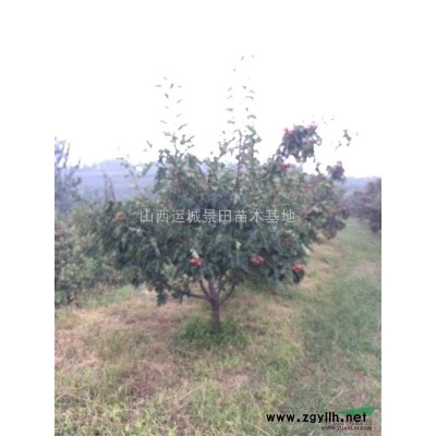 果園桃樹價格·10公分核桃樹·10公分占地核桃樹報價照片