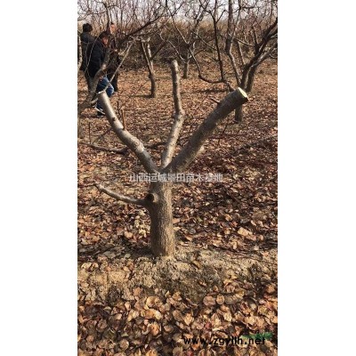 10公分核桃樹·10公分占地核桃樹·10公分占地核桃樹多少錢