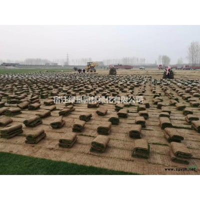 馬尼拉草坪價格_馬尼拉草坪產地_馬尼拉草坪草皮苗圃基地