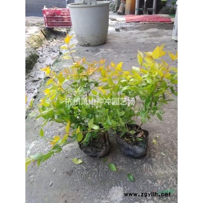供應(yīng)精品叢生紫薇冠幅1.5米-3米