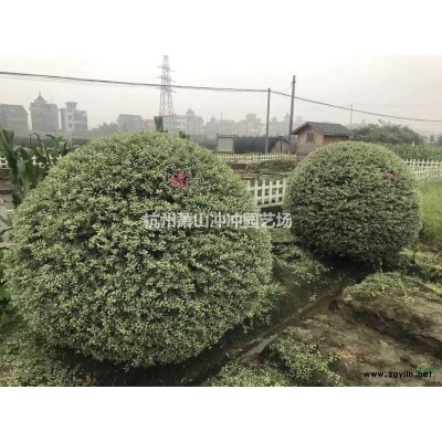 供應(yīng)精品 金葉苔草