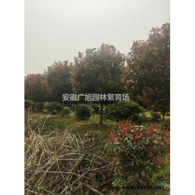 叢生櫸樹