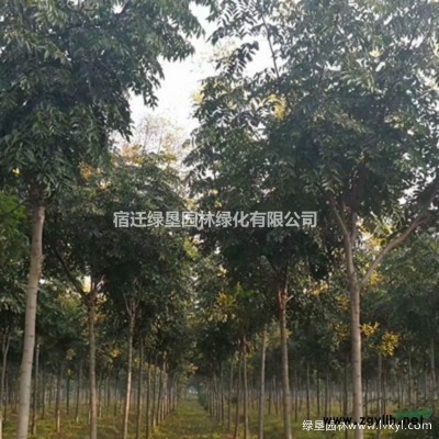法桐價格_法桐圖片_法國梧桐產(chǎn)地_法桐綠化苗木苗圃基地