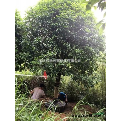 柳樹·柳樹圖片·柳樹種植基地