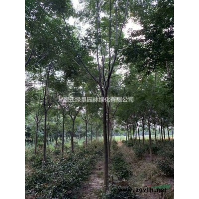 饅頭柳·饅頭柳圖片·饅頭柳種植基地