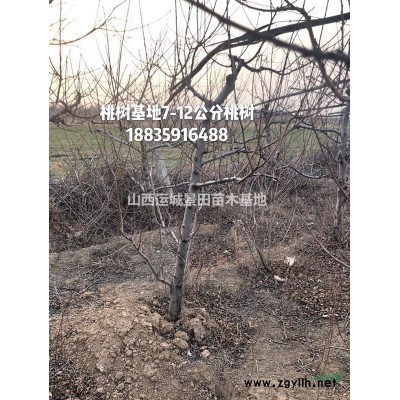8公分紙皮核桃樹(shù)價(jià)格=8公分薄皮核桃樹(shù)價(jià)格=8公分香菱核桃樹(shù)