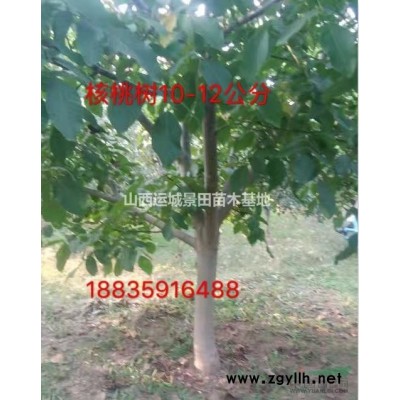 山西6-8公分核桃樹(shù)多少錢(qián)一棵？核桃樹(shù)哪里多？核桃樹(shù)多少錢(qián)