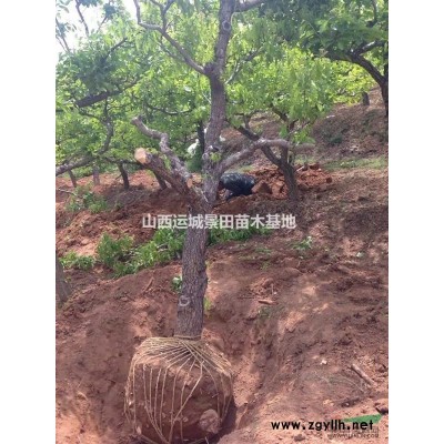 大核桃樹(shù)15公分量大·15公分核桃樹(shù)圖片·15公分占地核桃樹(shù)