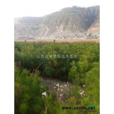 6年生核桃樹(shù)=地徑8公分核桃樹(shù)價(jià)格=10公分占地核桃樹(shù)報(bào)價(jià)