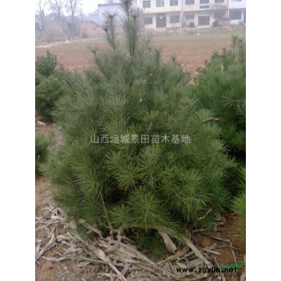 10公分核桃樹照片·10公分核桃樹產地·10公分核桃樹價錢