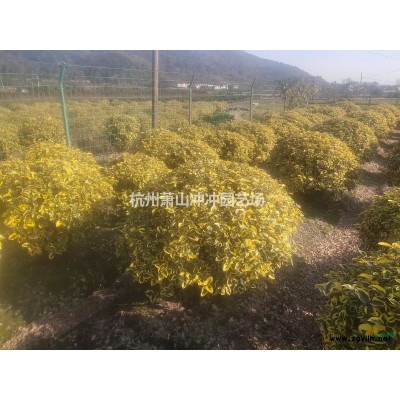 供應(yīng)精品  金葉石菖蒲