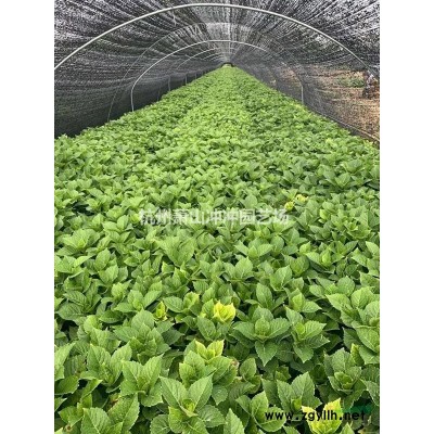 供應精品黃金茶