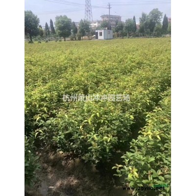 供應 大葉梔子毛球