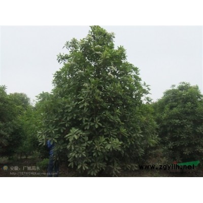 香樟3*新價格/香樟3報價
