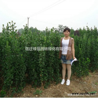 紫竹 江蘇紫竹價(jià)格 紫竹基地 紫竹供應(yīng)