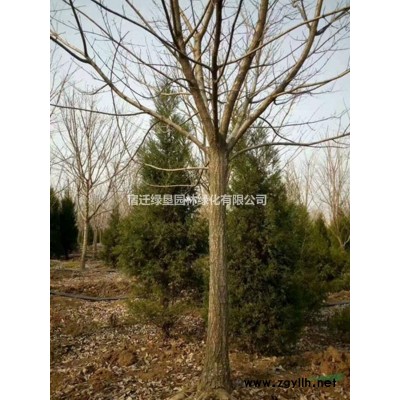 歐洲月季·歐洲月季圖片·歐洲月季種植基地