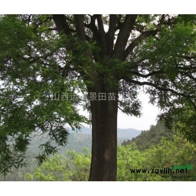 胸徑10公分核桃樹·胸徑15公分核桃樹·10公分核桃樹價錢