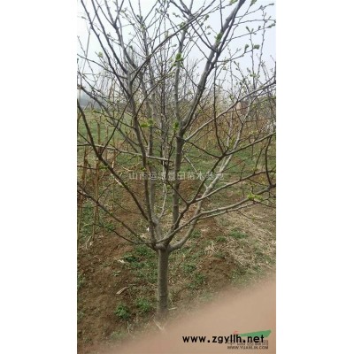 供應核桃樹·核桃苗·3,5,6,7,8公分核桃樹產地價格報價