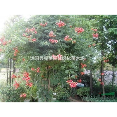 供應紅花草_紅花醡漿草_紅花炸醬草