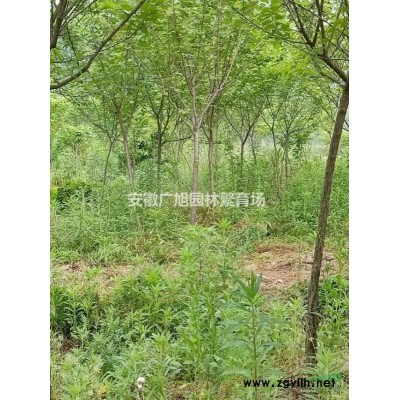 大量供應當年三角楓小苗