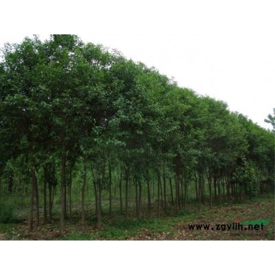 處理5公分大葉女貞800棵