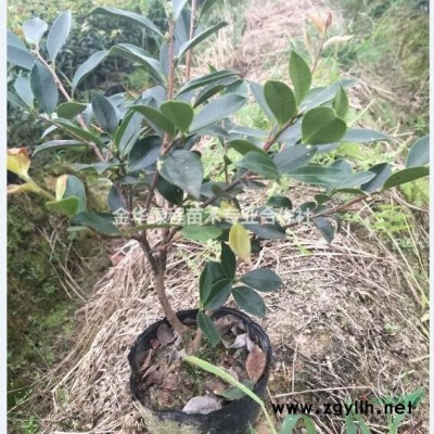 金華金森女貞小苗營養(yǎng)杯苗基地,浙江金森女貞小杯苗容器苗,綠化