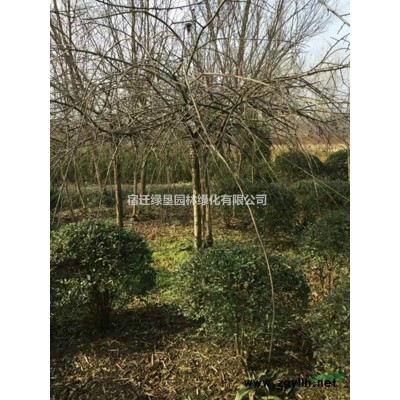 大量供應檜柏·檜柏圖片·檜柏種植基地
