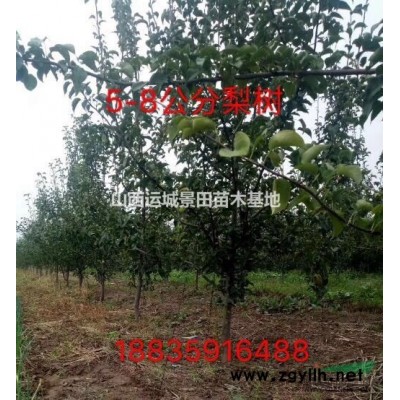 8公分占地核桃樹(shù)+10公分12公分占地核桃樹(shù)價(jià)格=30元一棵