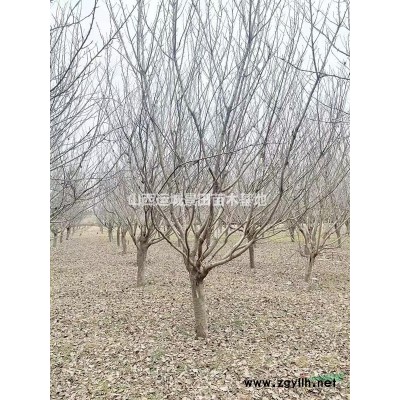 粗度10公分冠幅40公分高度140公分占地核桃樹(shù)價(jià)格30元棵