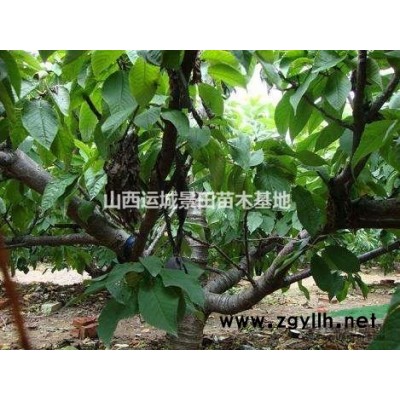 運(yùn)城8公分核桃樹(shù)·8公分核桃樹(shù)價(jià)錢·8公分占地核桃樹(shù)報(bào)價(jià)