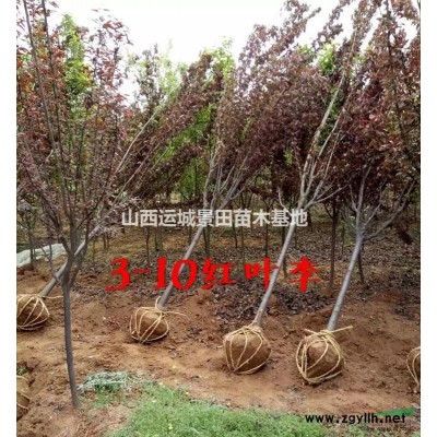精品4米油松圖片·4米精品油松報價·4米油松產地山西價格報價