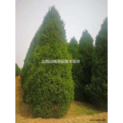 13公分紅葉李價格·14公分紫葉李價錢·15公分紅葉李產地