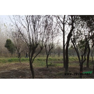 香樟 桂花 白玉蘭 紫薇 合歡 廣玉蘭 樸樹 紅葉李