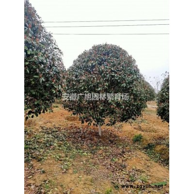 紅櫸樹