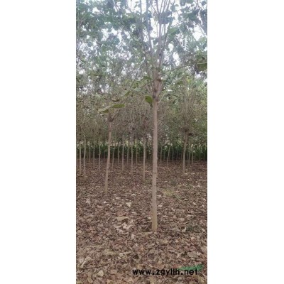 河南鄢陵地區(qū)供應(yīng)8-20公分紅楓 精品紅楓基地