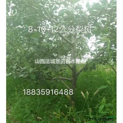 10公分大核桃樹·15公分大核桃樹·山西供應占地大核桃樹圖片