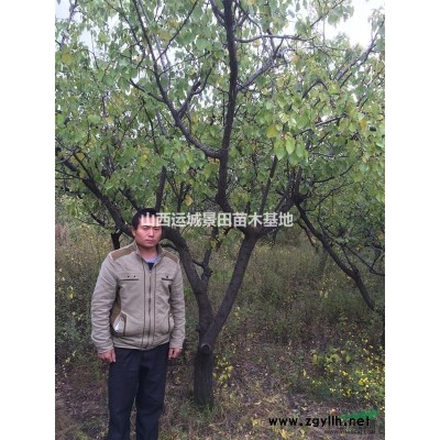 哪里有核桃樹(shù)、核桃樹(shù)苗多少錢(qián)一棵、核桃樹(shù)苗價(jià)格多少？供應(yīng)